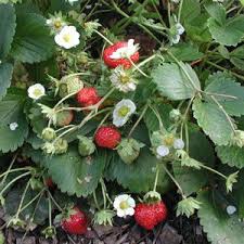 Fragaria X Vescana Florika Garten Erdbeere Erdbeerwiese Pflanzen Erdbeeren Garten