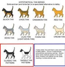 How the coats look is all down to genetic mutations through careful breeding programs here is a simple guide to the different patterns and colours you could expect to find in a typical cat coat Cat Coat Colors Patterns Bing Images Cat Colors Cat Breeds Chart Feline Anatomy