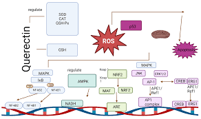 Can Compounds of Natural Origin Be Important in Chemoprevention? Anticancer  Properties of Quercetin, Resveratrol, and Curcumin—A Comprehensive  Review