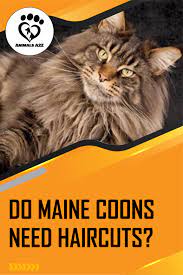 Pin On Cat Parenting