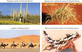 Sometimes burn the thorns off cacti so cattle can though, thorny cacti would cause other animals a great deal of pain and difficulty, as camels live in the desert, their mouth and tongue support them in. Design Of Water Harvesting Towers And Projections For Water Collection From Fog And Condensation Philosophical Transactions Of The Royal Society A Mathematical Physical And Engineering Sciences