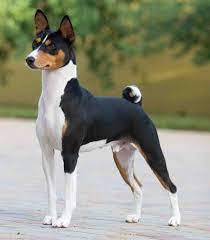 What's the best thing to say about a basenji? Basenji Basenji Dogs Dog Breeds Quiet Dog Breeds
