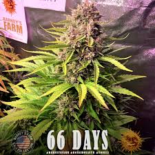 Offering generous yields of a highly sought after product. Dos Si Dos Auto Autoflowering Cannabis Seeds Barneys Farm