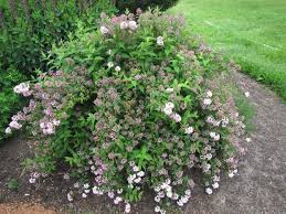 Image result for Deutzia hybrida Pink Pompon