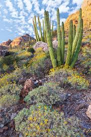 When you visit organ pipe cactus national monument the first things you will notice in the landscape are the large cacti. 89 Beautiful Desert Scenes Ideas Beautiful Nature Scenery