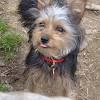 The combination of the delightful maltese and the spirited chihuahua creates one of the most balanced and attractive hybrids: 3