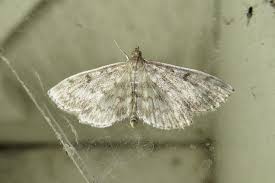 Image result for Anania perlucidalis