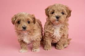 Maltipoo puppies for sale in ohio cheap. Maltipoo Puppies For Sale 10 Year Health Guarantee Obedience Training Optional