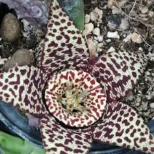 Image result for Huernia volkartii