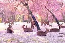 Ciervos acompañan el paisaje de cerezos en Japón | Muy Interesante