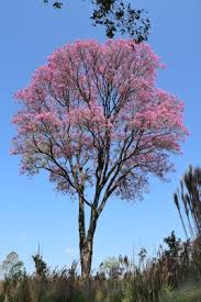 Image result for Handroanthus sp. near impetiginosus