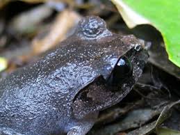 Image result for Leptoderris burundiensis