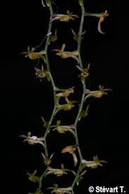 Image result for Kylicanthe