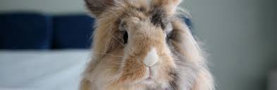 Those who do not have rabbits browsing their garden veggies and flowers may think in terms of soft fluff and twitching noses. Think You Want A Rabbit Rabbit Welfare Association Fund Rwaf