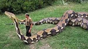 Maybe you would like to learn more about one of these? Ular Terbesar Dan Terberat Anaconda Dan Piton Cipasera Com