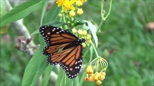 A Monarch Laying Eggs On My Milkweed Plants Today Milkweed Plant Plants Milkweed