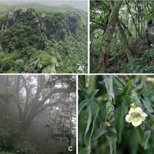 Image result for Isoglossa laxiflora