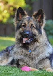 Cute Puppies And Kittens The 5 Best Family Guard Dog Breeds Guard Dog Breeds Shiloh Shepherd Dog Breeds