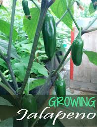 How to transplant chilli pepper plants Growing Jalapeno Peppers Tips On Jalapeno Plant Care Geekgardener