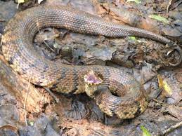 Western Cottonmouth Agkistrodon Piscivorus Leucostoma Snake Venom Poisonous Snakes Snake