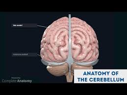 Anatomy Of The Cerebellum 3d Anatomy Tutorial By Geeky Medics On Youtube In 2020 Anatomy Tutorial 3d Anatomy Anatomy