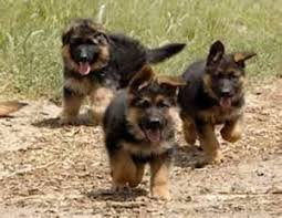 Fees for german shepherd dogs and puppies adopted from a gsd rescue vary but you can always find out by doing online research or by calling or emailing the gsd rescue organization for more information. German Shepherd Puppies Poland