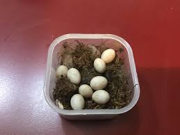 Western Fence Lizard :