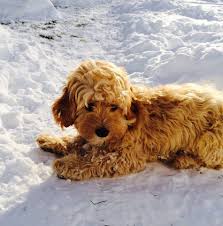 Wavy Hair Cockapoo Dogs Snow Animals Cockapoo Puppies