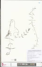 Image result for Oldenlandia lancifolia