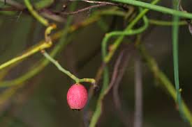 Image result for Cassytha