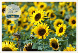 Plant name plant leaf stem flower; 15 Most Beautiful Types Of Sunflowers Ftd Com