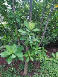 Image result for Euphorbia grantii