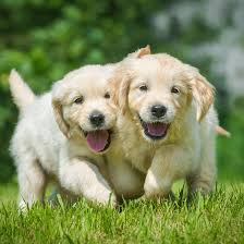Look at pictures of golden retriever puppies who need a home. 1 Golden Retriever Puppies For Sale In Seattle Wa