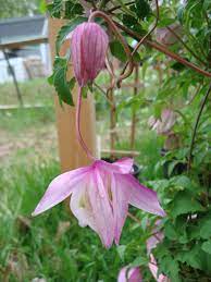 Clematis Alpina Pink Flamingo Clematis Flower Clematis Beautiful Flowers Garden