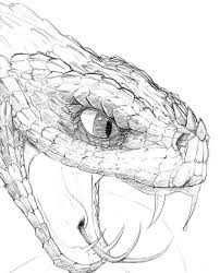 3d Drawing Realistic 3d Drawing Realistic Snake Head Drawing Google Search Drawing Realistic Snaketattoo Snake Drawing Snake Art Animal Drawings