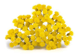 Image result for Helichrysum aureum