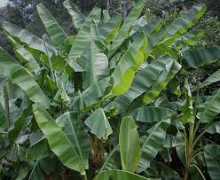 2 planting the banana plant. Banana Trees Apeeling Plants For The Garden Article By Plant Delights Nursery