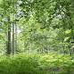 Forest Bathing+ Session (FREE) event image