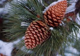 The clandors have always bred beautiful females: Pine Cones Penerangan Ringkas Mengenai Gambar Penggunaan Ubat Kon Pain Tradisional