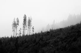 We did not find results for: Pohon Hitam Putih Kuno Alam Hutan Cahaya Langit Hitam Dan Putih Latar Belakang Pemandangan Pikist