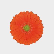 Shop sam's club for savings on bulks flowers, baby's breath, wholesale flowers, arrangements, and more! Orange Marigold Flowers Bulk Wholesale Blooms By The Box