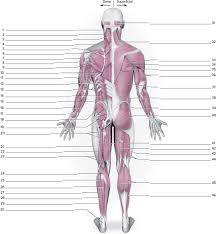 Instead, our system considers things like how recent a review is and if the reviewer bought the item an excellent book for those learning about the muscular skeletal. Posterior Muscular System Worksheeton The Posterior Mus Chegg Com
