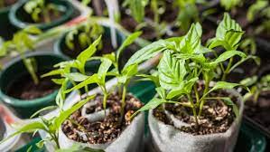 Paprika im eigenen garten anbauen: Paprika Anbauen Und In Beet Oder Topf Pflanzen Ndr De Ratgeber Garten Nutzpflanzen