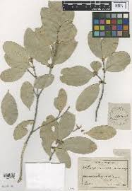 Image result for Cassipourea mollis