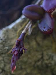 Image result for Bulbophyllum elliotii