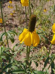 Image result for Nidorella pinnata