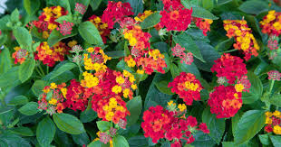Image result for Lantana