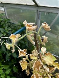Image result for spider mites on cucumbers