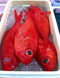 Red Fish Red Fish Simply Red Red Animals