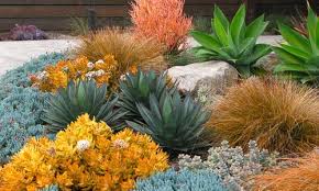 Plant Combination Ideas Hardiness Zone 10 Drought Tolerant Garden Succulent Landscape Design Drought Tolerant Landscape Design